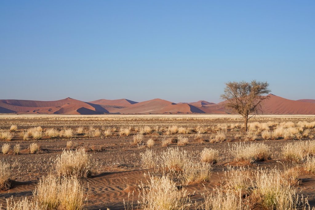 123 Single tree in Sossusvlei Photo by Giles Laurent