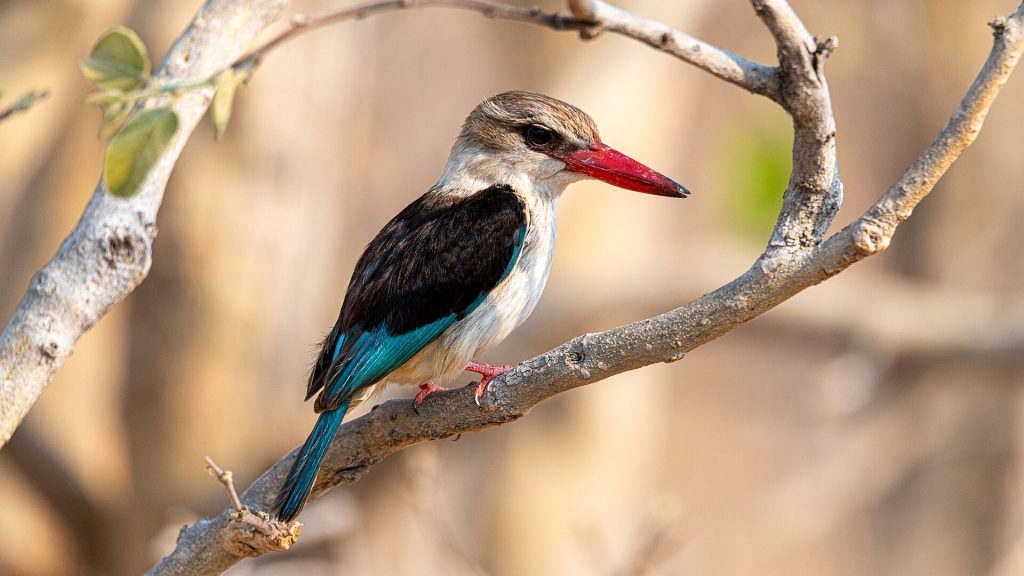 Brown-hooded Kingfisher, Chobe National Park, Botswana
