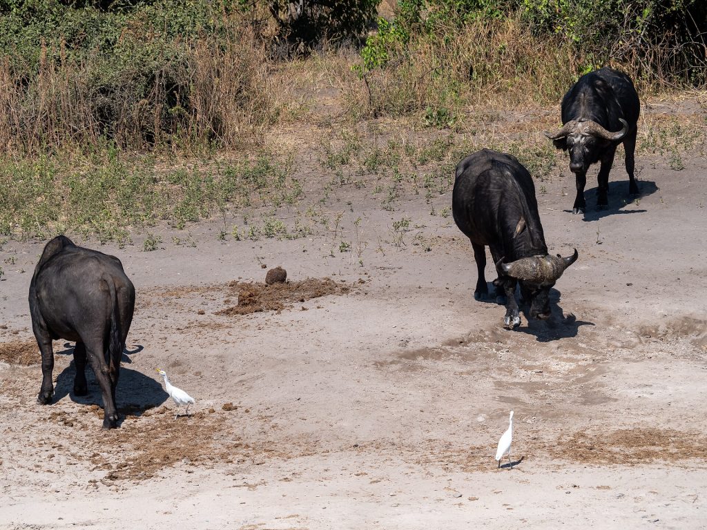 Buffalo, Chobe National Park, Kasane (20260520-P1086423)