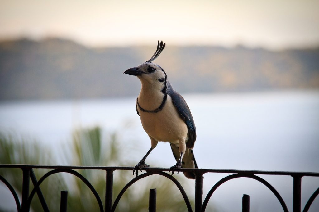 Calocitta formosa -Papagayo Gulf, Guanacaste, Costa Rica-8