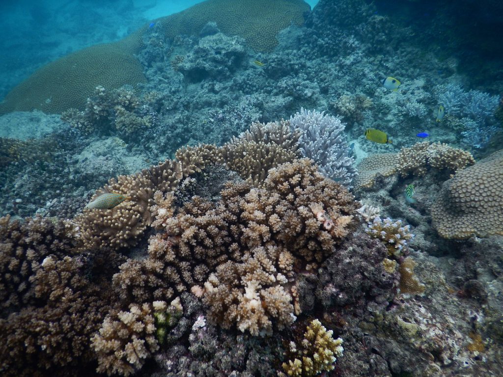 Coral reef, Naviti island, Yasawa, Fiji - August 2016