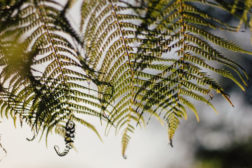 Fern fronds, Waiheke Island, New Zealand (Unsplash)