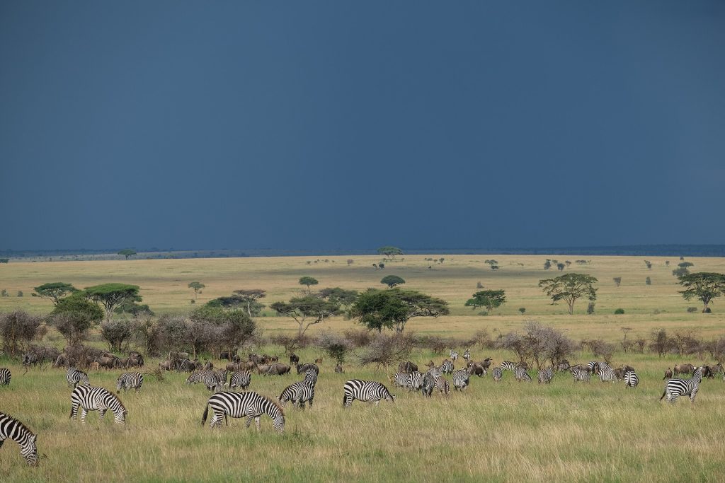 Horde of Zebras in Serengeti National Park