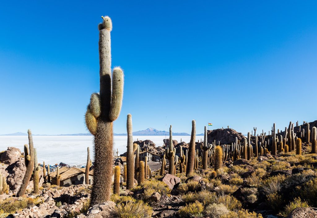 Isla Incahuasi, Salar de Uyuni, Bolivia, 2016-02-04, DD 43