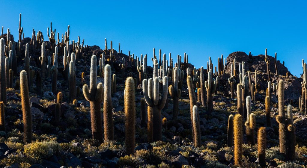 Isla del Pescado, Salar de Uyuni, Bolivia, 2016-02-04, DD 37