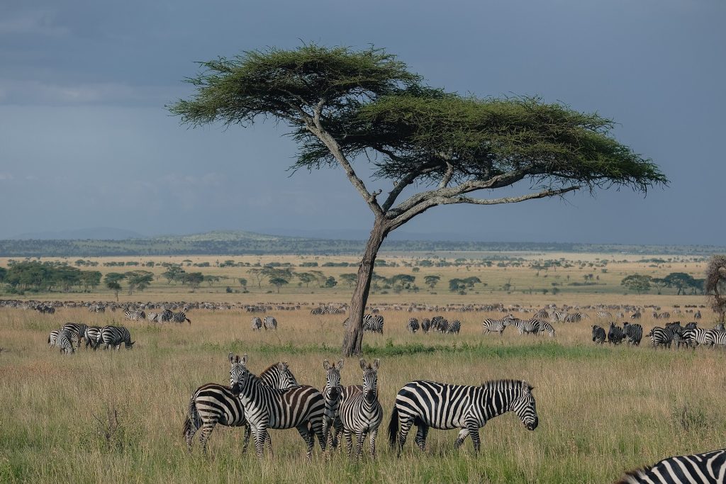 Zebras in Serengeti National Park with Acacia tree