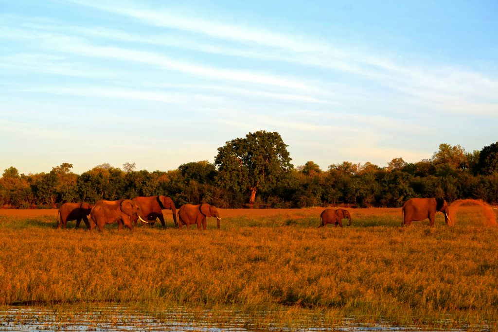Elephants beside Lake Kariba in Zimbabwe