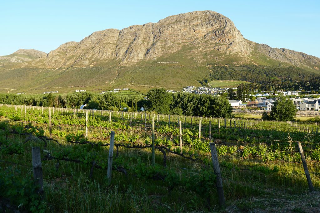 Constantia vineyard beneath the Cape mountains