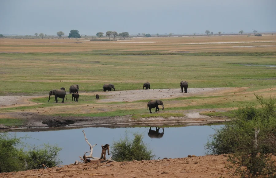 Chobe National Park by Land and River: How the Two Safaris Differ