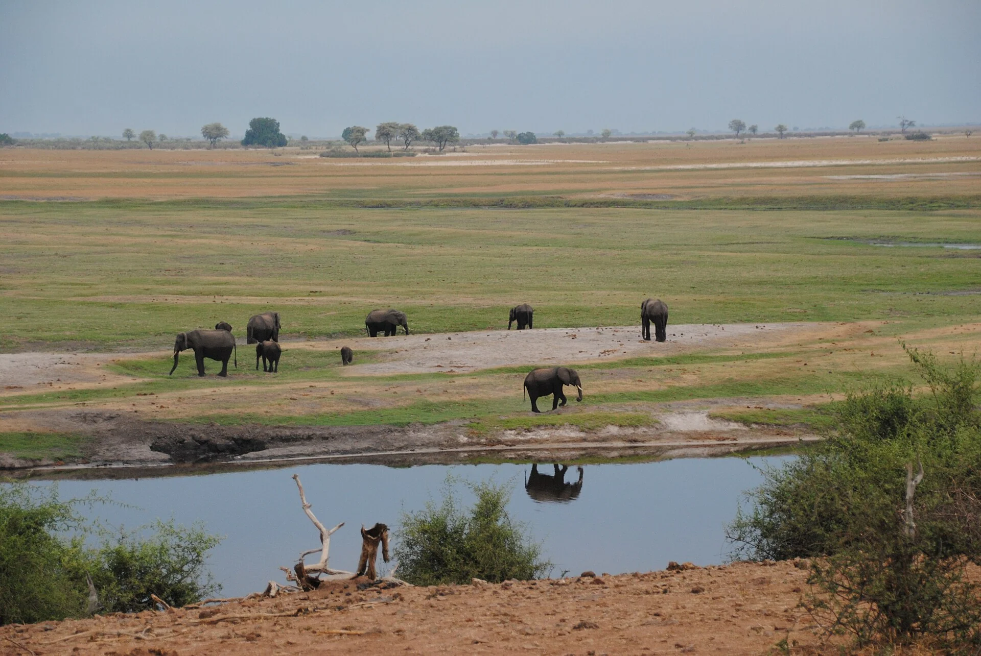 Elephants and the beauty of Chobe NP - Botswana - panoramio