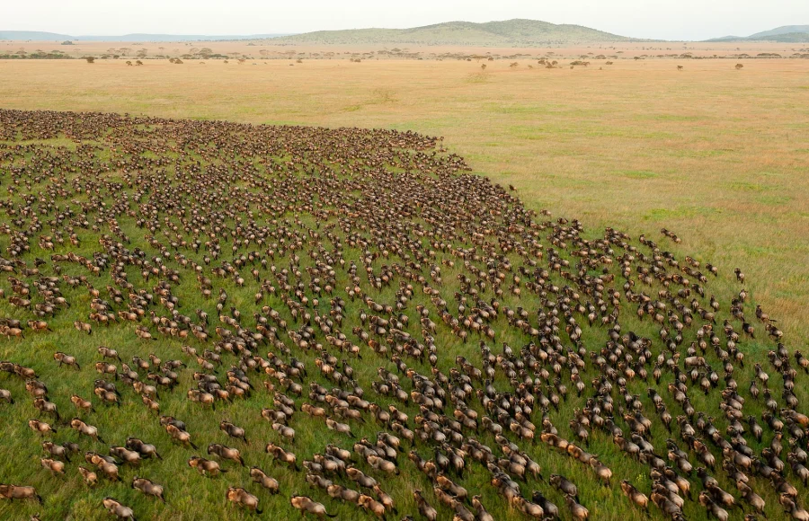 Serengeti Safari Planning: Migration, Seasons and the Value of Staying Put