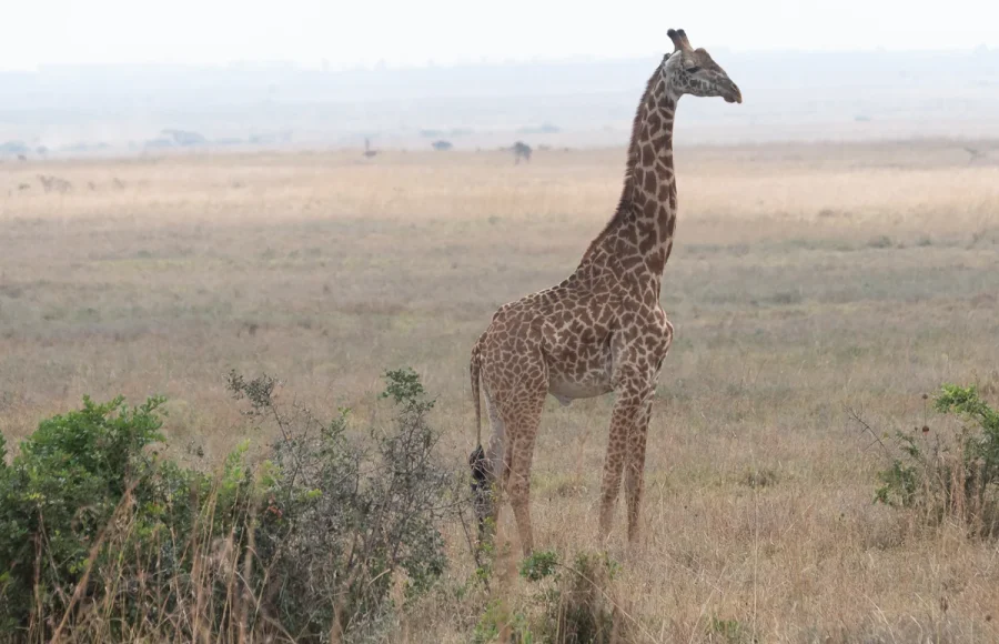 Nairobi in Two Directions: A City Morning and a National Park Drive