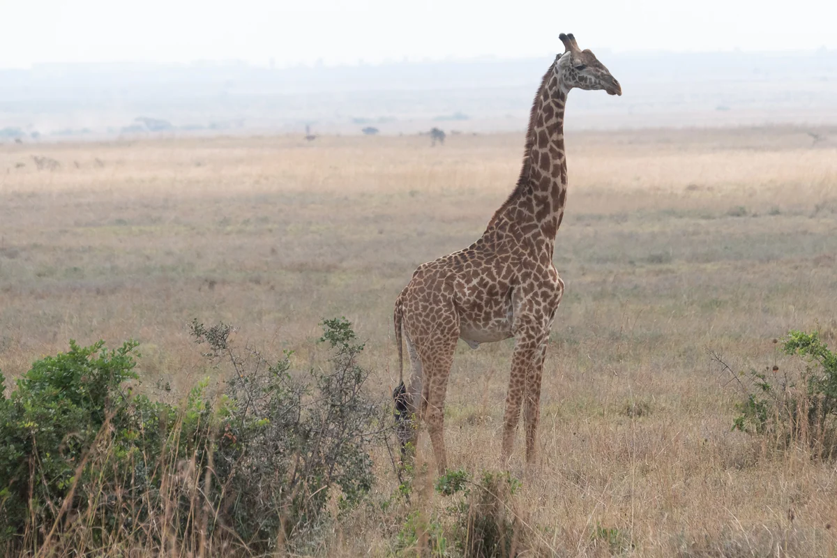 Giraffe at Nairobi National Park, Kenya