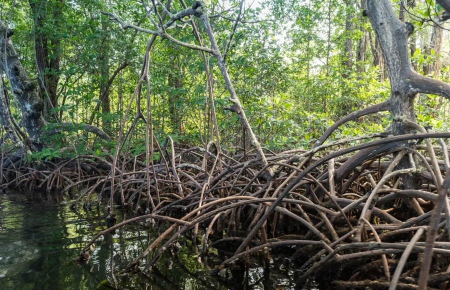 Bocas del Toro Beyond the Beach: Islands, Mangroves and Local Life