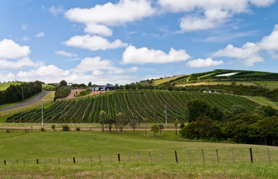 Waiheke Island, New Zealand: A Day That Deserves More Time