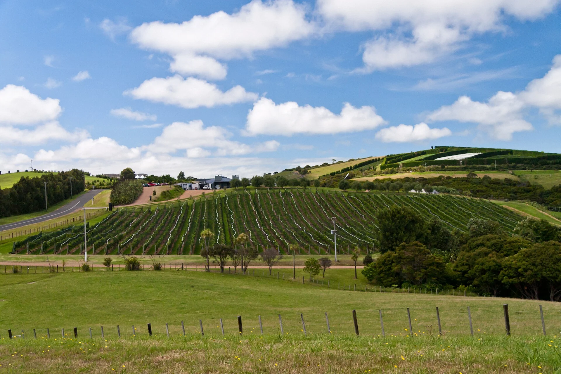 Waiheke Island Vineyard