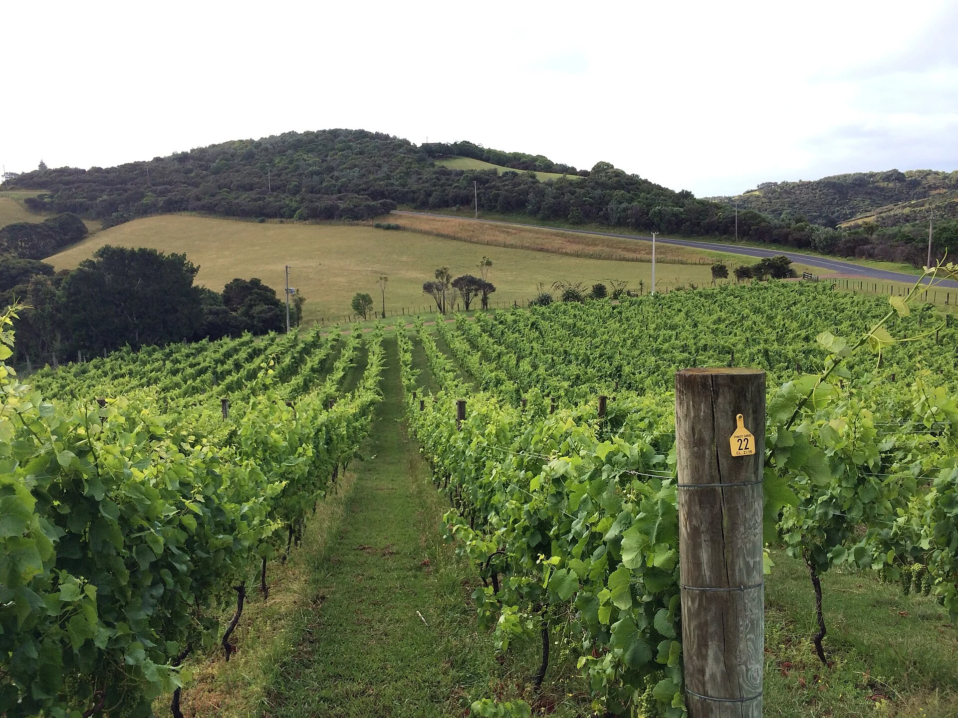 Auckland vineyards on Waiheke