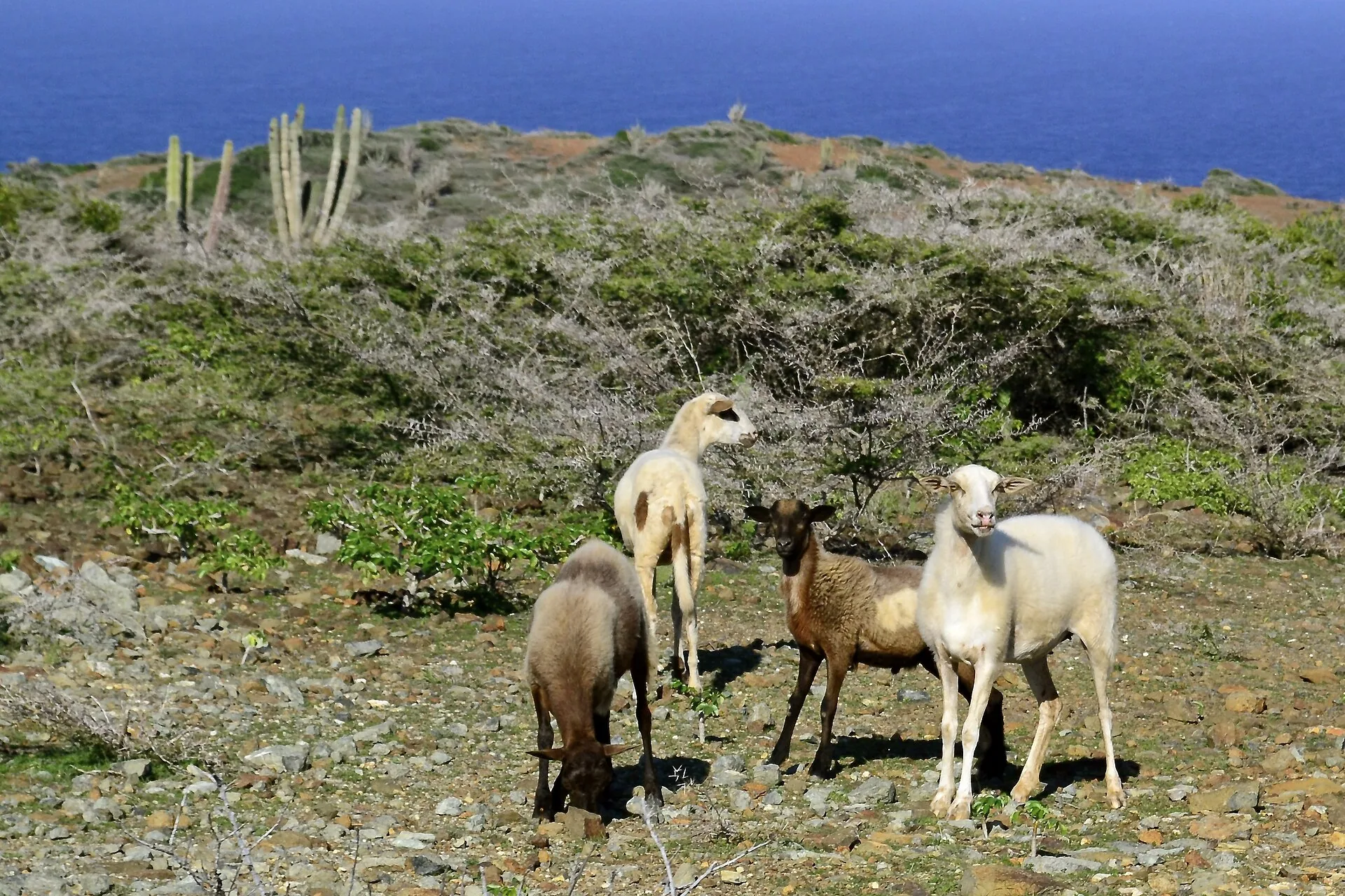 Arikok National Park landscape in Aruba