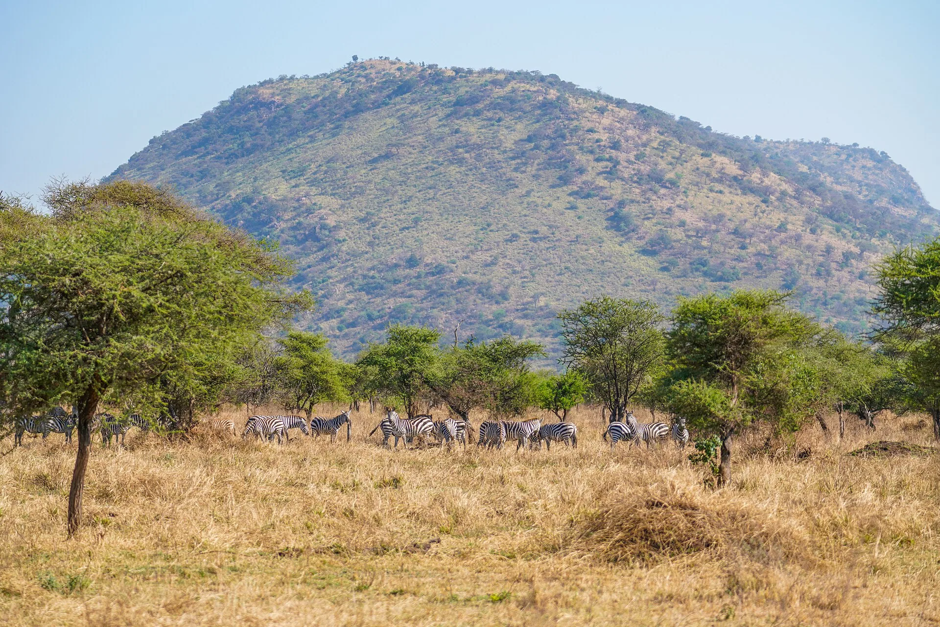 Zebras in Serengeti National Park
