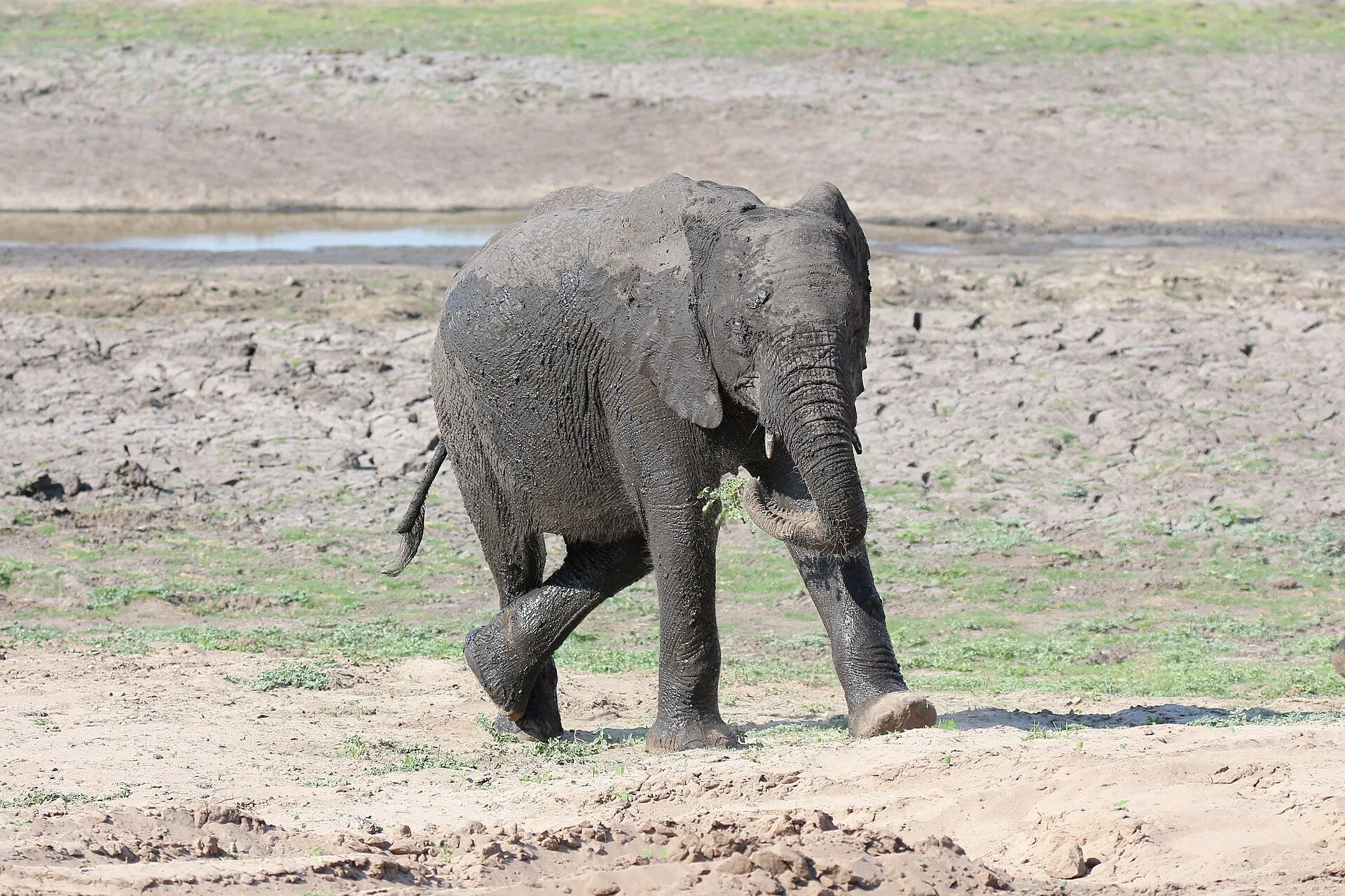 Elephant in Chobe National Park