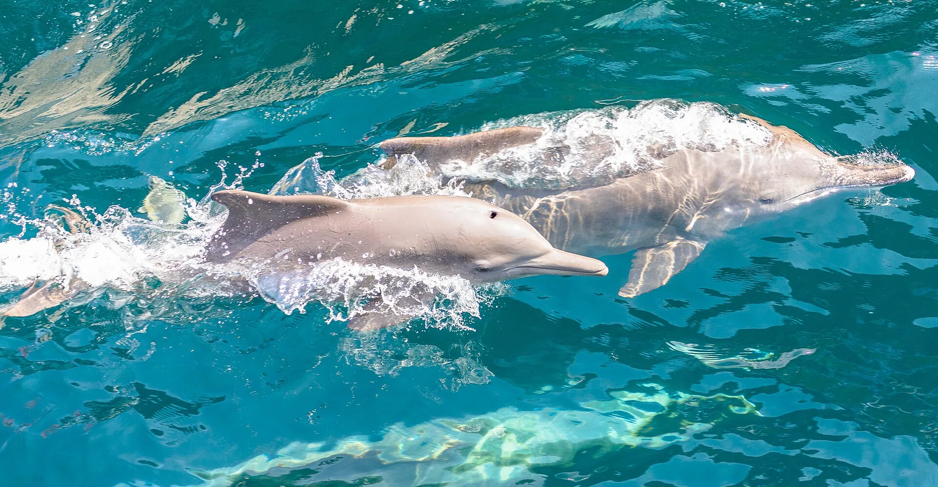 Dolphins in Khor Ash Sham, Musandam